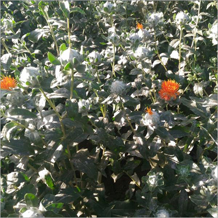 नेचुरल प्योर केसर