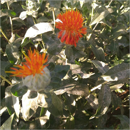 शुद्ध केसर