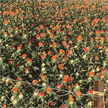 केसर बाग़