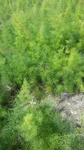 Yellow Shatavari Plant - Size: 1 ft, Stem Length: 10 cm, Color: Green | Features: Medicinal Grade, Enhances Reproductive Health, Well Watered
