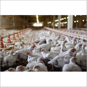 ब्रोइलर चिकन