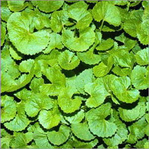 Centella Asiatica Extract