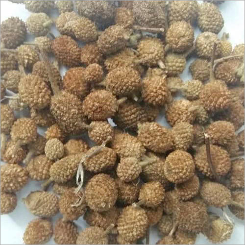 Akarkara Seeds Dry Place