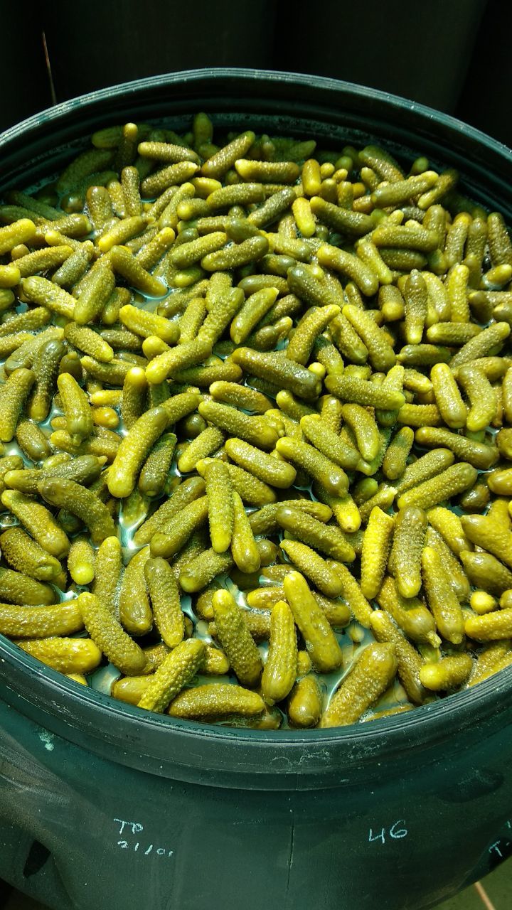 Gherkins - Organic Preserved Vegetables In Vinegar & Brine | Naturally Fermented, Crunchy Texture, Perfect For Snacking