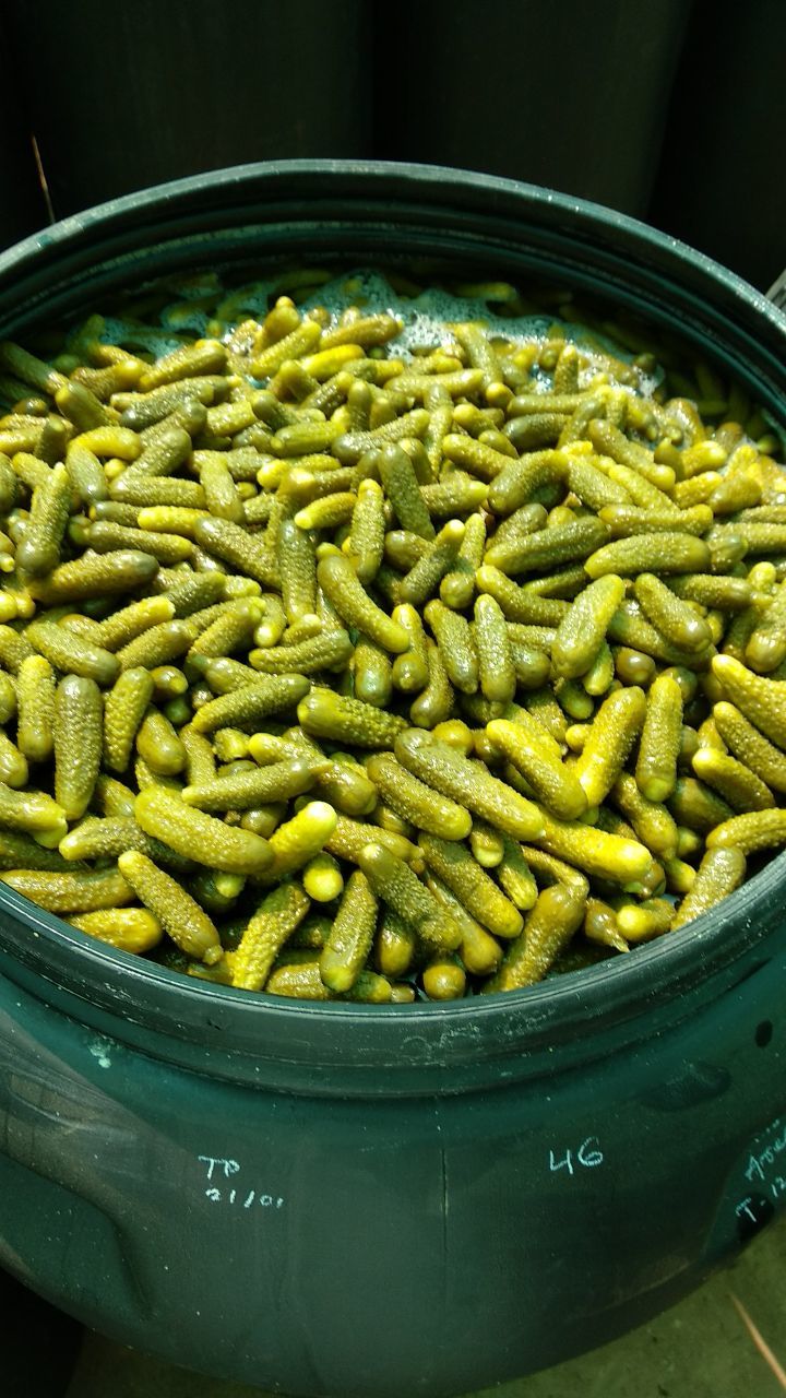 Gherkins - Organic Preserved Vegetables In Vinegar & Brine | Naturally Fermented, Crunchy Texture, Perfect For Snacking