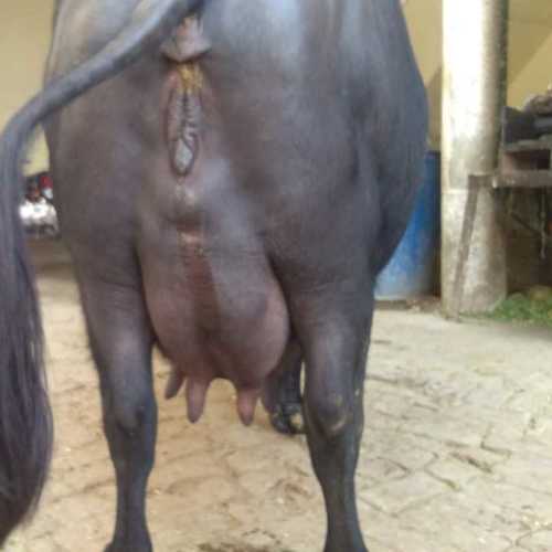 Murrah buffalo