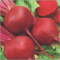 डार्क रेड बीट रूट - रूबी क्वीन (इम्पोर्टेड)