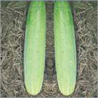 हरा खीरा कैप्टन