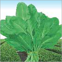 पलक ऑल ग्रीन ग्रेड: फूड