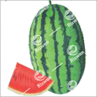 Watermelon F1-Green King-788(Small Seed) Grade: Food