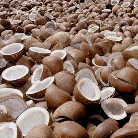 Dry Coconut