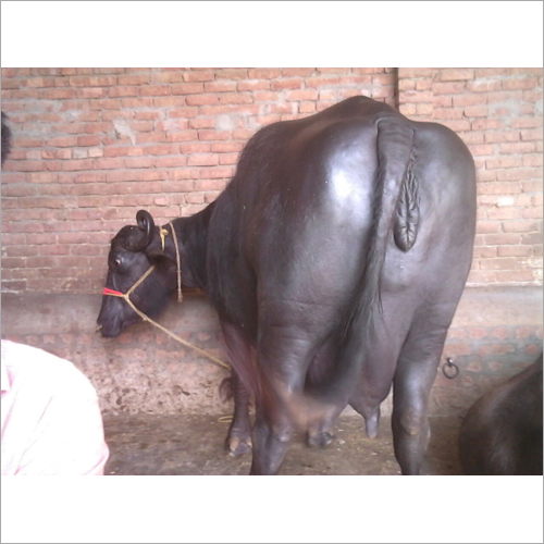 भारतीय मुर्रा भैंस