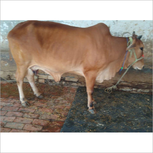 भूरी साहीवाल गाय