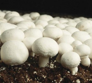 Button Mushroom
