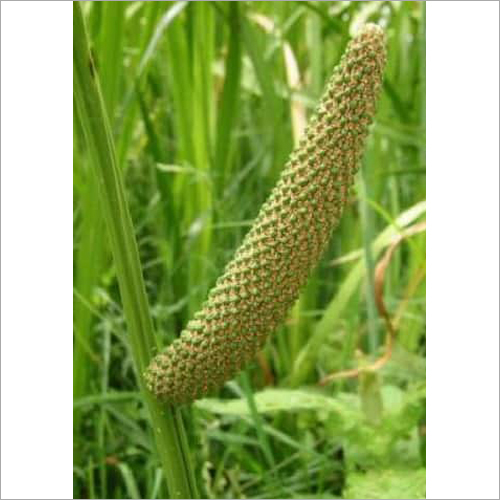 कैलमस रूट्स