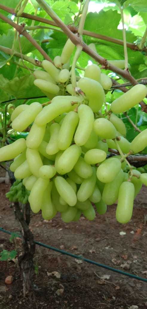 Green Super Quality Sonaka Grapes