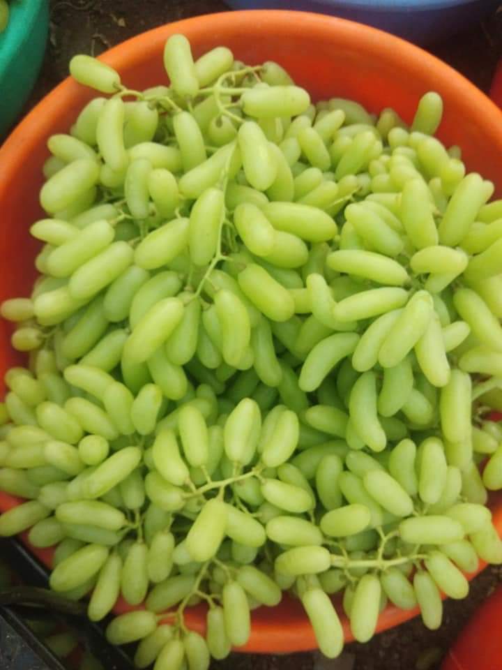 Green Super Quality Sonaka Grapes