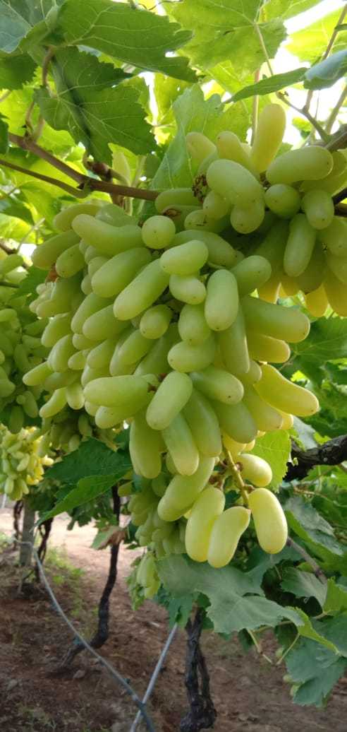 Green Super Quality Sonaka Grapes