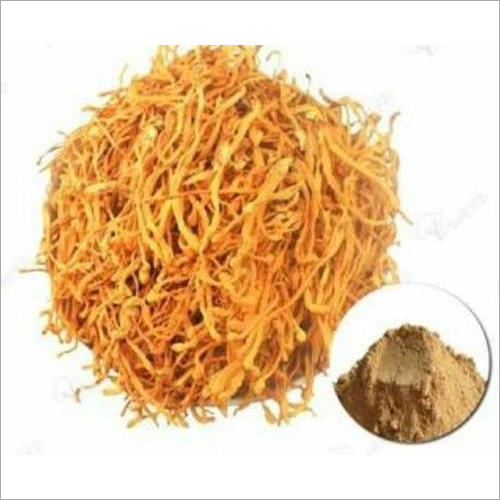 हर्बल सूखे Cordyceps पाउडर