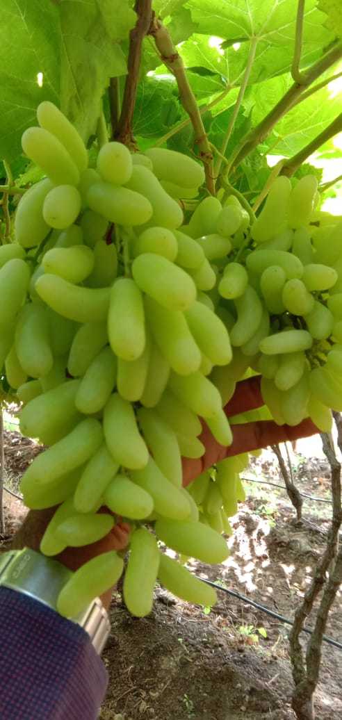 Super Sonaka Grapes - 4.5 Kg Pack Of Fresh, Juicy, Long Green Grapes | Premium Quality, 25 Days Shelf Life, Nutrient-rich, Sweet Flavor