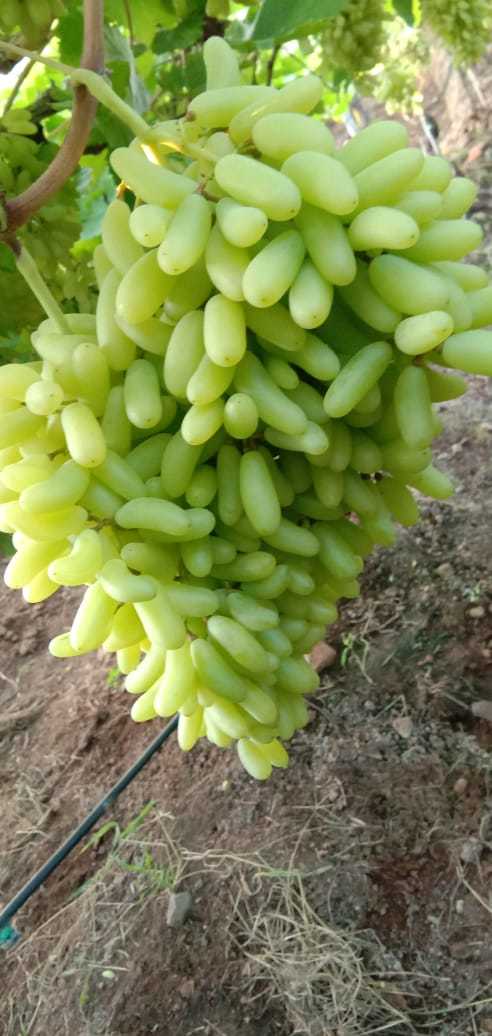 Super Sonaka Grapes - 4.5 Kg Pack Of Fresh, Juicy, Long Green Grapes | Premium Quality, 25 Days Shelf Life, Nutrient-rich, Sweet Flavor
