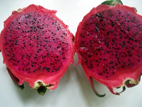 Dragon Fruit Red/Pink Flesh  Plants