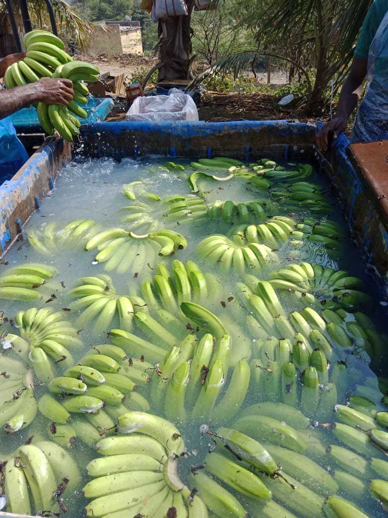 Banana