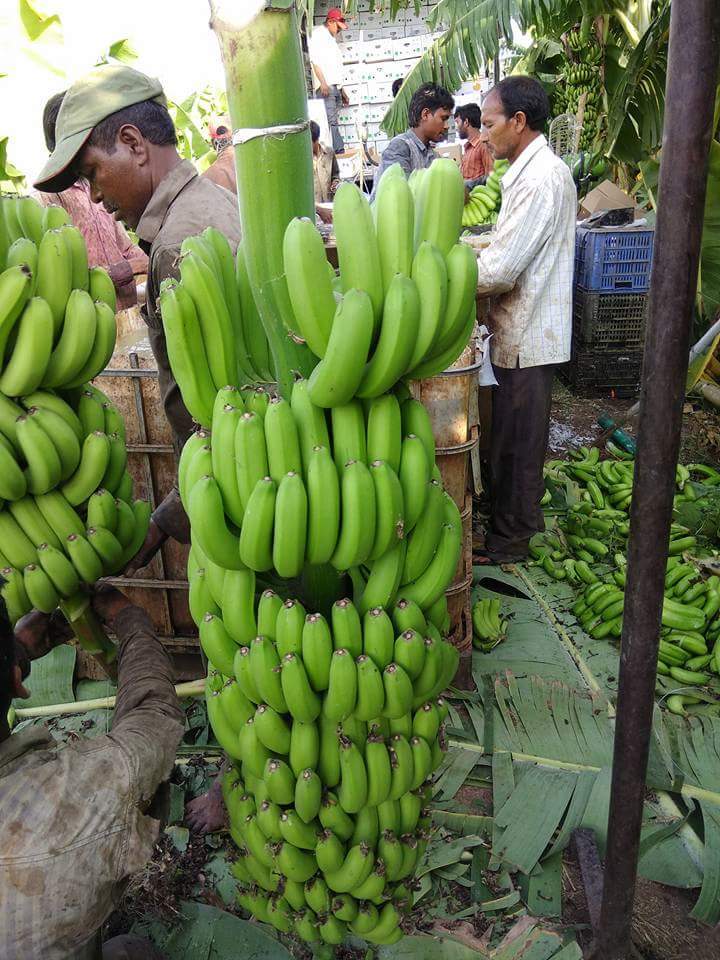 Banana