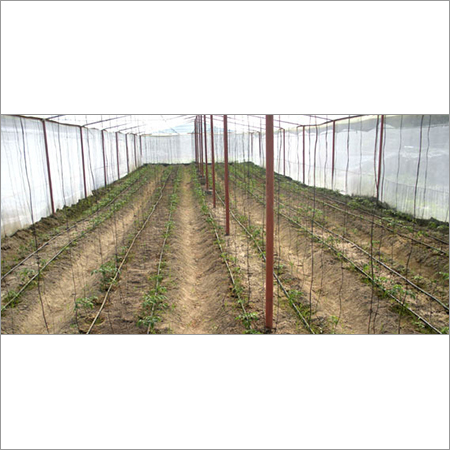 Poly Greenhouses Greenhouse Size: Large