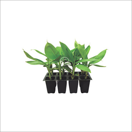 Multi Banana Tissue Cultured Plant