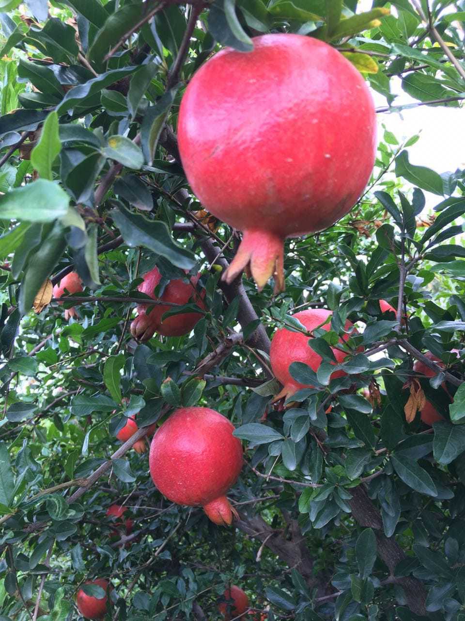 Indian Pomegranate - Whole Bhagwa Variety, 3 Kg Net Weight | Dark Red Color, Sweet Taste, Round Shape, 25 Days Shelf Life, Iqf Processed