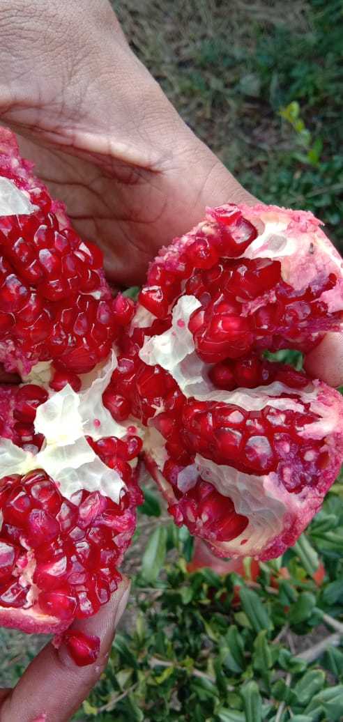 Indian Pomegranate - Whole Bhagwa Variety, 3 Kg Net Weight | Dark Red Color, Sweet Taste, Round Shape, 25 Days Shelf Life, Iqf Processed
