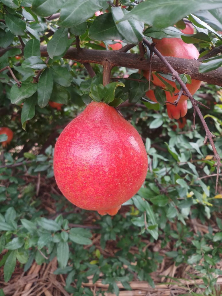 Indian Pomegranate - Whole Bhagwa Variety, 3 Kg Net Weight | Dark Red Color, Sweet Taste, Round Shape, 25 Days Shelf Life, Iqf Processed