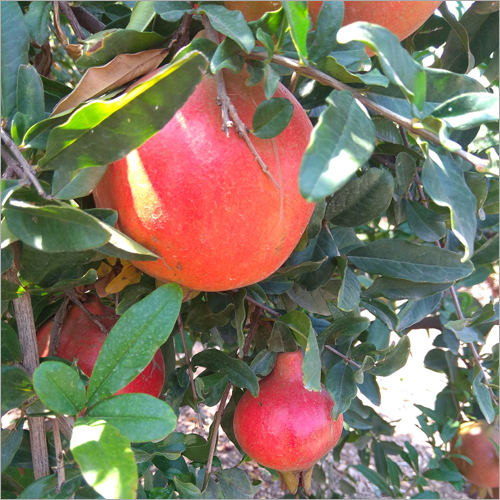 Fresh Anar