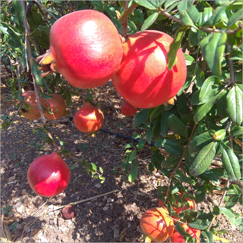 Fresh Pomegranate