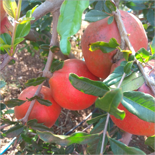 Fresh Pomegranate