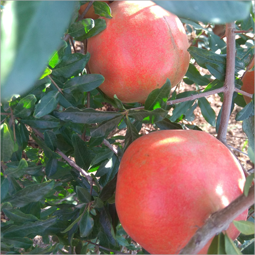 Fresh Pomegranate