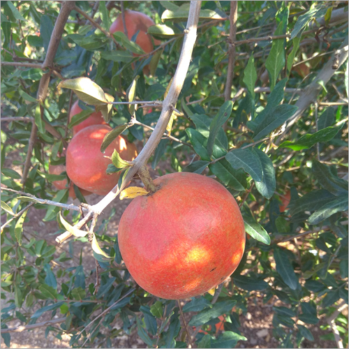 Fresh Pomegranate