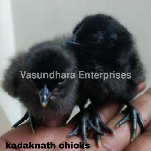 Kadaknath Chicks