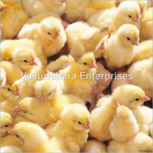 Layers Calar Chicks