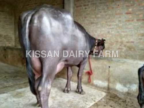 गर्भवती मुर्रा भैंस