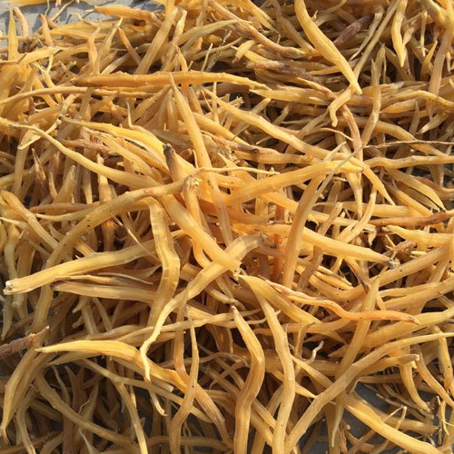 सूखी शतावरी की जड़