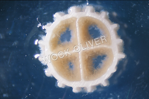 MBBR बायोमीडिया