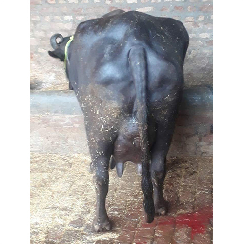 ब्लैक मुर्रा भैंस