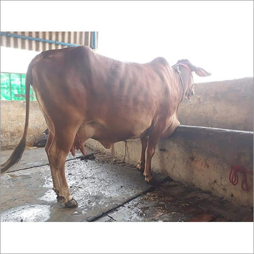 Black Jersey Cow