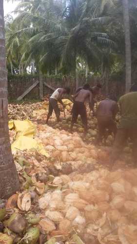 सर्वश्रेष्ठ मूल्य भारतीय नारियल
