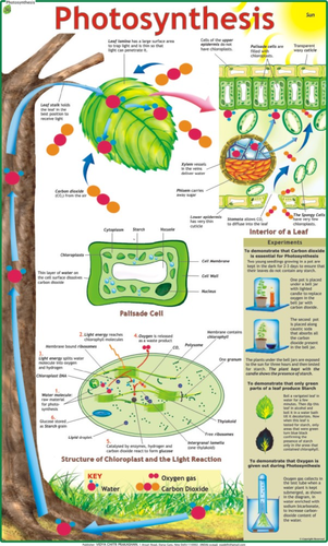 Educational Charts - Laminated 70 x 100 cm | Tear, Water & Dust Resistant, Multicolour Design for Versatile Educational Use