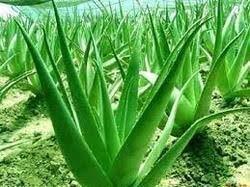 Skin Gel Age Group: Suitable For All