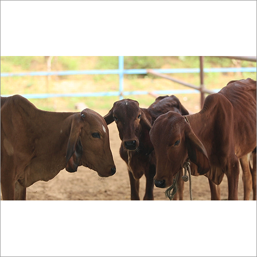 गिर बछड़ा