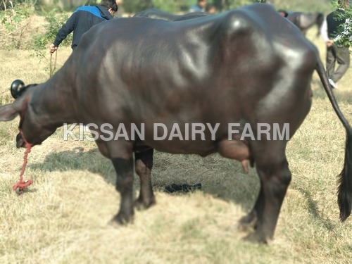 हाई मिल्किंग मुर्राह भैंस